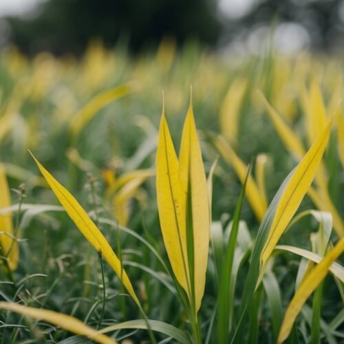 Mondo Grass: A Lovely Low-Maintenance Ground Cover for Aussie Gardens