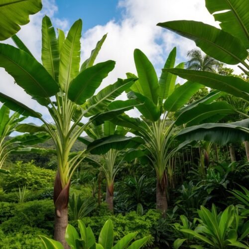 Strelitzia Nicolai: A Friendly Guide to Growing This Stunning Giant Bird of Paradise